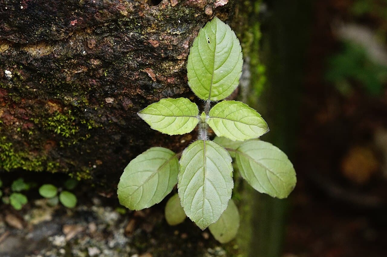 Junge Pflanze Thai Holy Basil (Ocimum tenuiflorum) vor dunklem Hintergrund