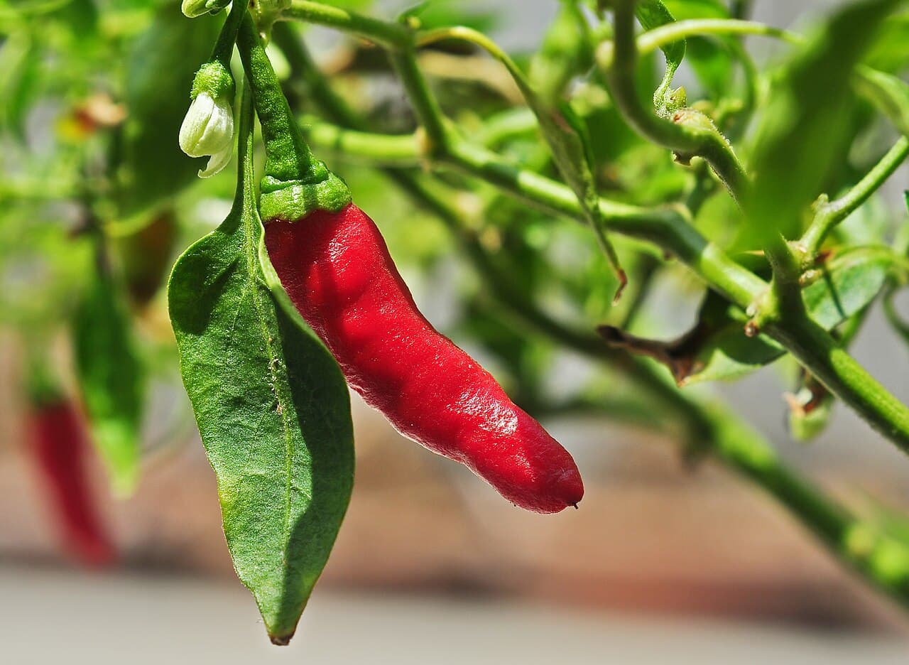 Rote Chilischote (Capsicum frutescens) an der Pflanze
