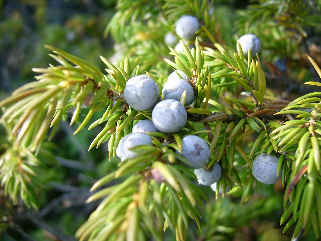 Blau bereifte Wacholderbeeren (Juniperus communis) am Zweig