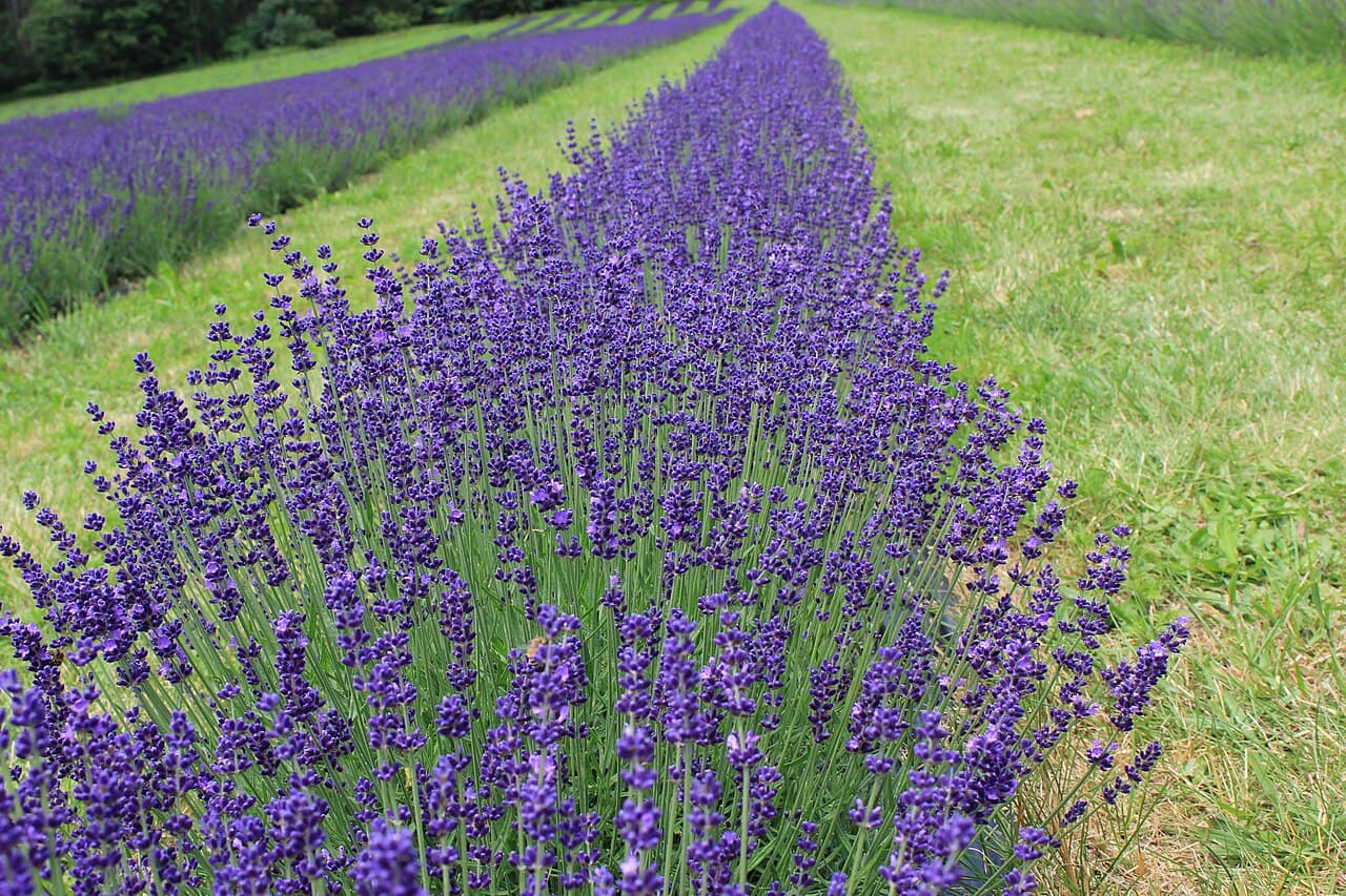 Blühende Reihen Echter Lavendel (Lavandula angustifolia) auf einem Feld