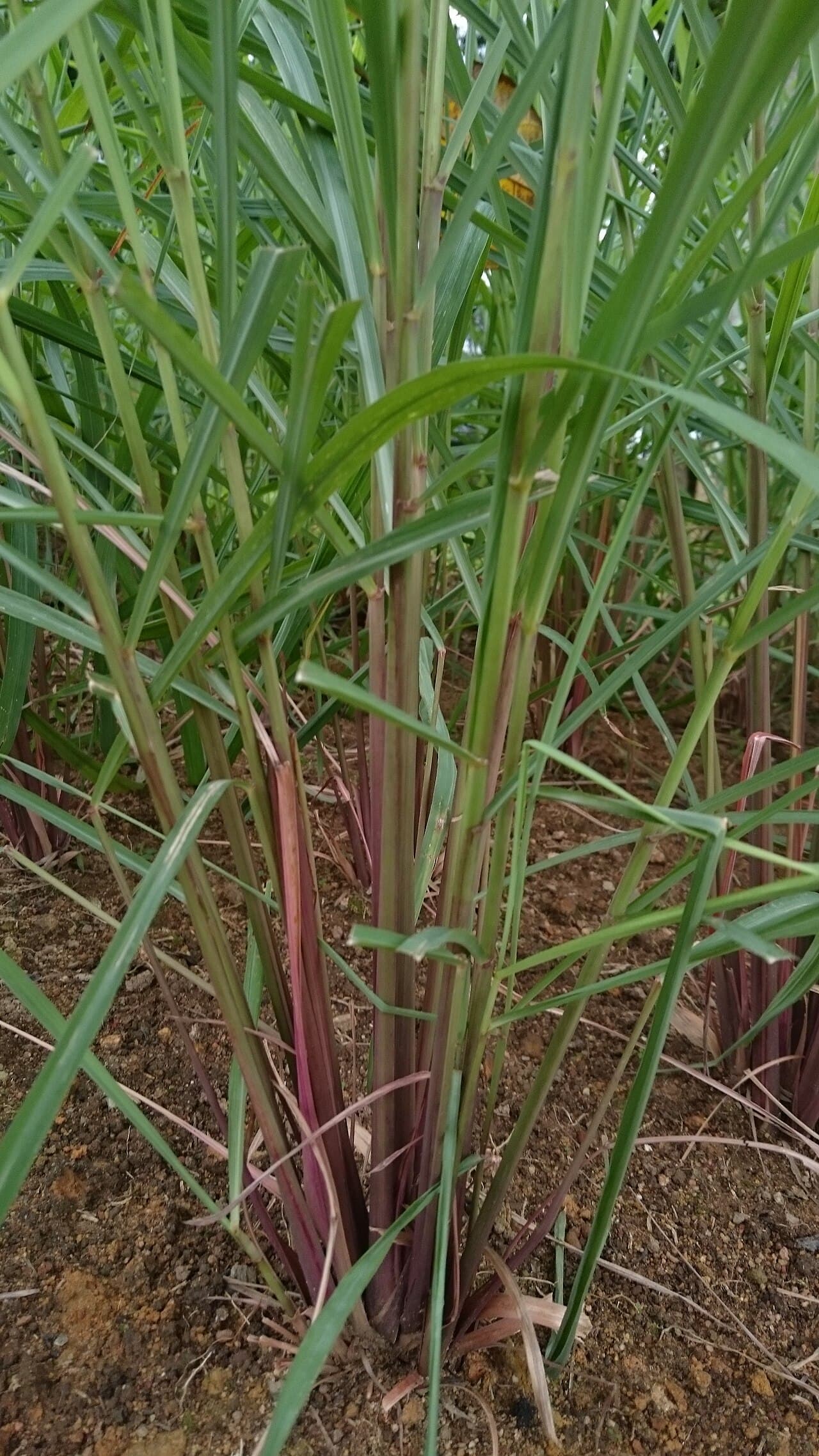 Zitronengras (Cymbopogon citratus) mit rötlichen Stängeln