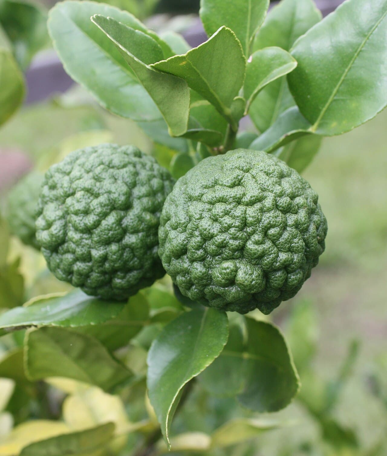 Zwei Kaffirlimetten (Citrus hystrix) mit ihrer typisch runzeligen Schale