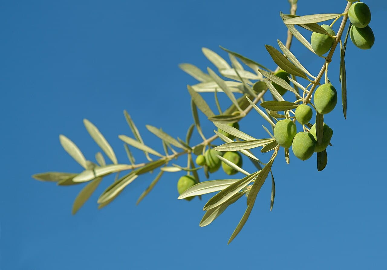 Olivenzweig mit grünen Oliven vor blauem Himmel