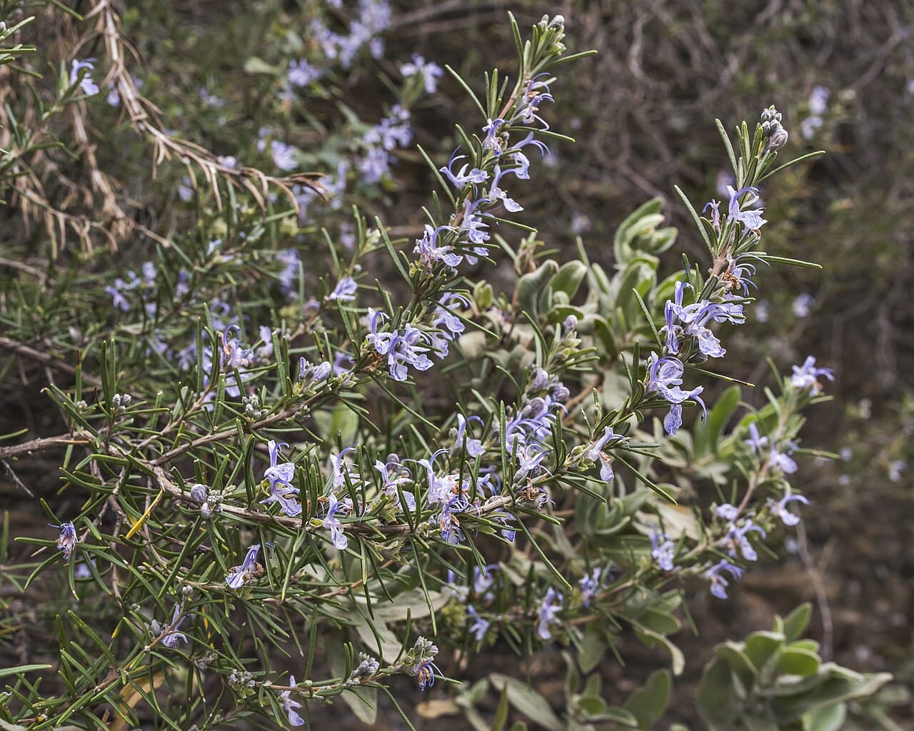 Blühender Rosmarinstrauch (Rosmarinus officinalis) mit hellblauen Blüten